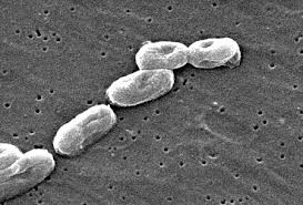 Melioidosis